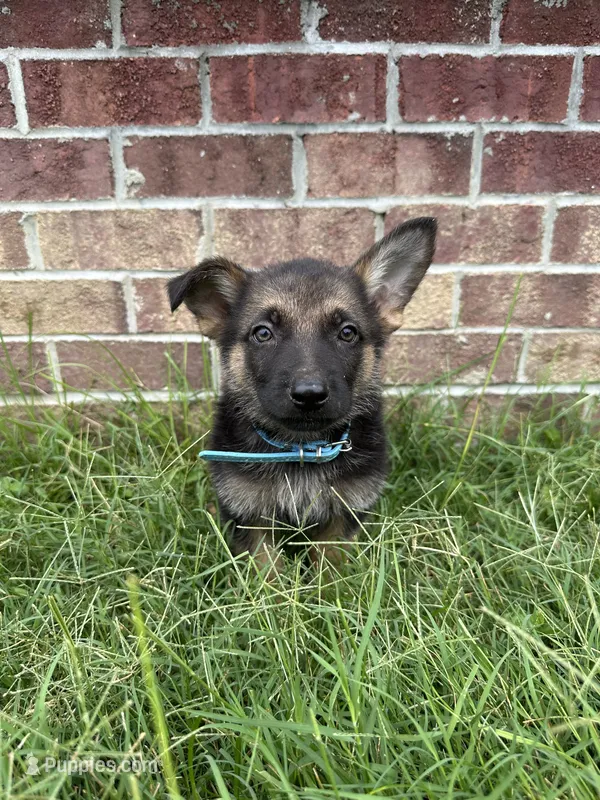AKC Blu – German Shepherd Dog puppy for sale in Dillon, SC