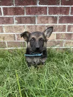 AKC Blu, a male German Shepherd Dog for sale in Dillon, SC – 1 of 1