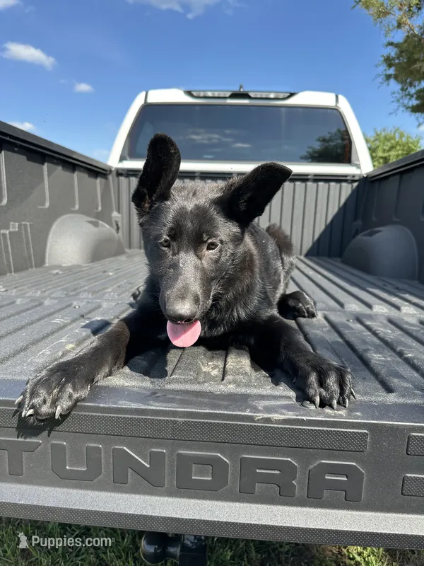 AKC Lola – German Shepherd Dog puppy for sale in Dillon, SC