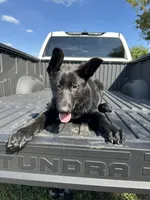 AKC Lola, a female German Shepherd Dog for sale in Dillon, SC – 1 of 1