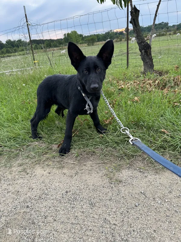 AKC Lola – German Shepherd Dog puppy for sale in Dillon, SC