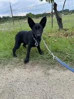 AKC Lola, a female German Shepherd Dog for sale in Dillon, SC – 1 of 1