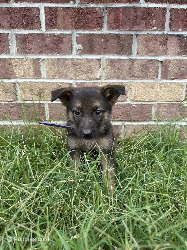 AKC Izzy – German Shepherd Dog puppy for sale in Dillon, SC