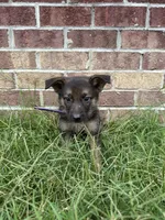 AKC Izzy, a female German Shepherd Dog for sale in Dillon, SC – 1 of 1