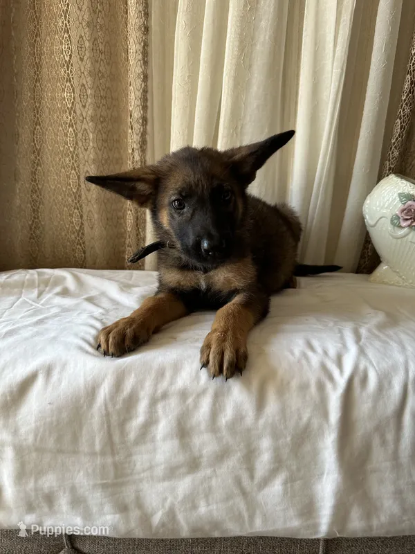 AKC Luna – German Shepherd Dog puppy for sale in Dillon, SC