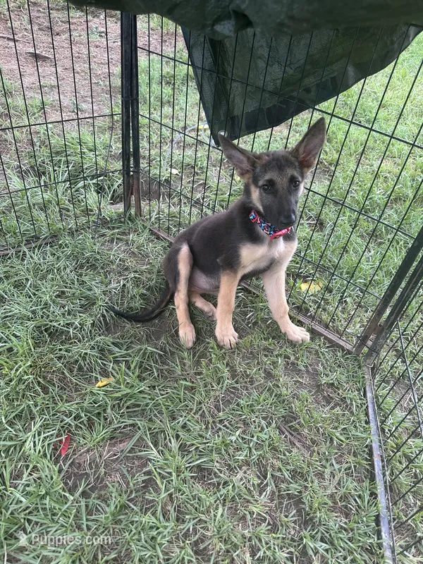 AKC Emma – German Shepherd Dog puppy for sale in Dillon, SC