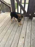 AKC Emma, a female German Shepherd Dog for sale in Dillon, SC – 2 of 2