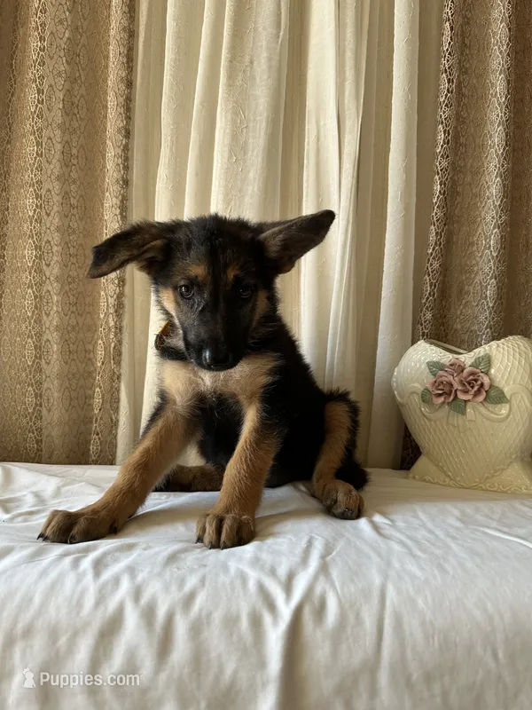 AKC Chloe – German Shepherd Dog puppy for sale in Dillon, SC