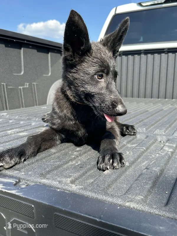 AKC Bella – German Shepherd Dog puppy for sale in Dillon, SC