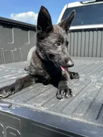 AKC Bella, a female German Shepherd Dog for sale in Dillon, SC – 1 of 1