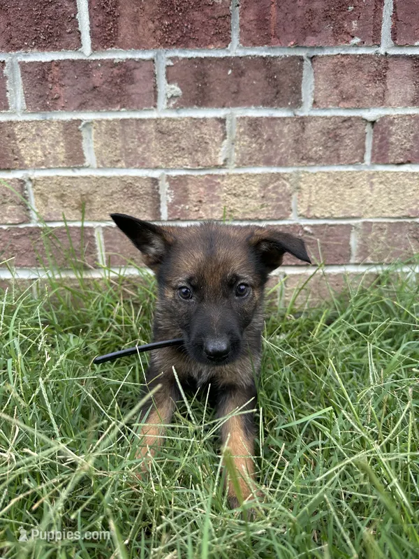 AKC Luna – German Shepherd Dog puppy for sale in Dillon, SC