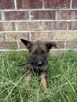 AKC Luna, a female German Shepherd Dog for sale in Dillon, SC – 1 of 1