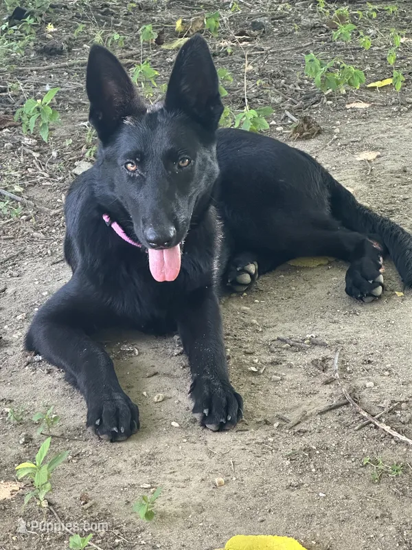 AKC Sandy – German Shepherd Dog puppy for sale in Dillon, SC