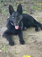AKC Sandy, a female German Shepherd Dog for sale in Dillon, SC – 1 of 1