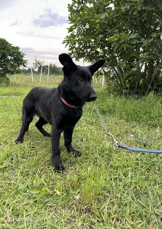 AKC Rose – German Shepherd Dog puppy for sale in Dillon, SC