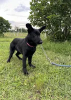 AKC Rose, a female German Shepherd Dog for sale in Dillon, SC – 1 of 1