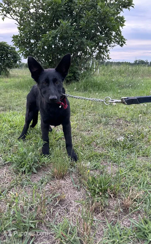 AKC Sandy – German Shepherd Dog puppy for sale in Dillon, SC