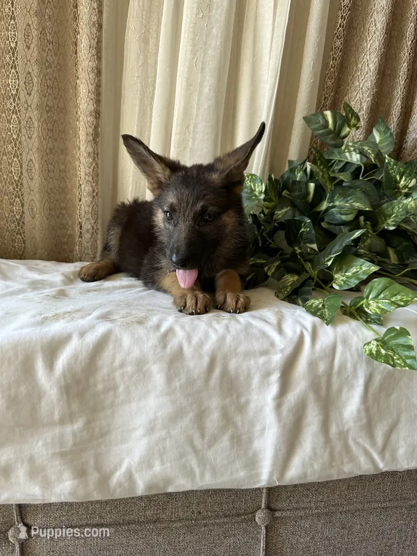 AKC Emma – German Shepherd Dog puppy for sale in Dillon, SC