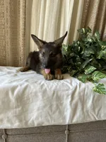 AKC Emma, a female German Shepherd Dog for sale in Dillon, SC – 1 of 1