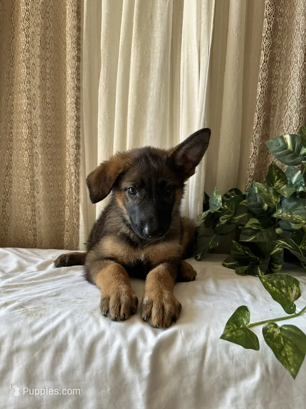 AKC Coco – German Shepherd Dog puppy for sale in Dillon, SC