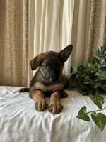 AKC Coco, a female German Shepherd Dog for sale in Dillon, SC – 1 of 1