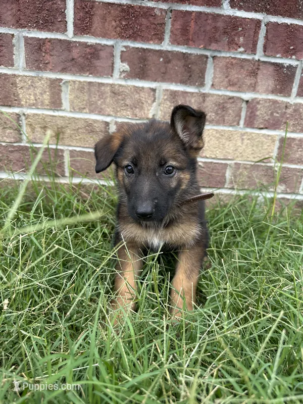 AKC Coco – German Shepherd Dog puppy for sale in Dillon, SC