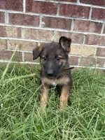 AKC Coco, a female German Shepherd Dog for sale in Dillon, SC – 1 of 1