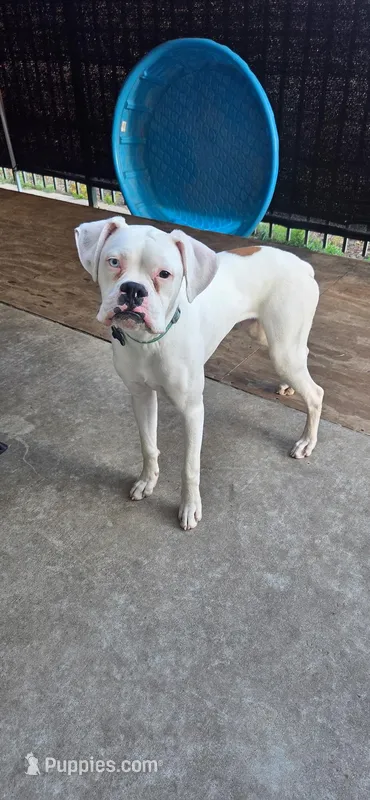 Blitz  – Boxer puppy for sale in Gilroy, CA