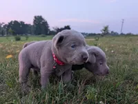 Gunner, a male Labrador Retriever for sale in Bellevue, MI – 2 of 2