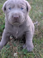 Bolt, a male Labrador Retriever for sale in Bellevue, MI – 1 of 2
