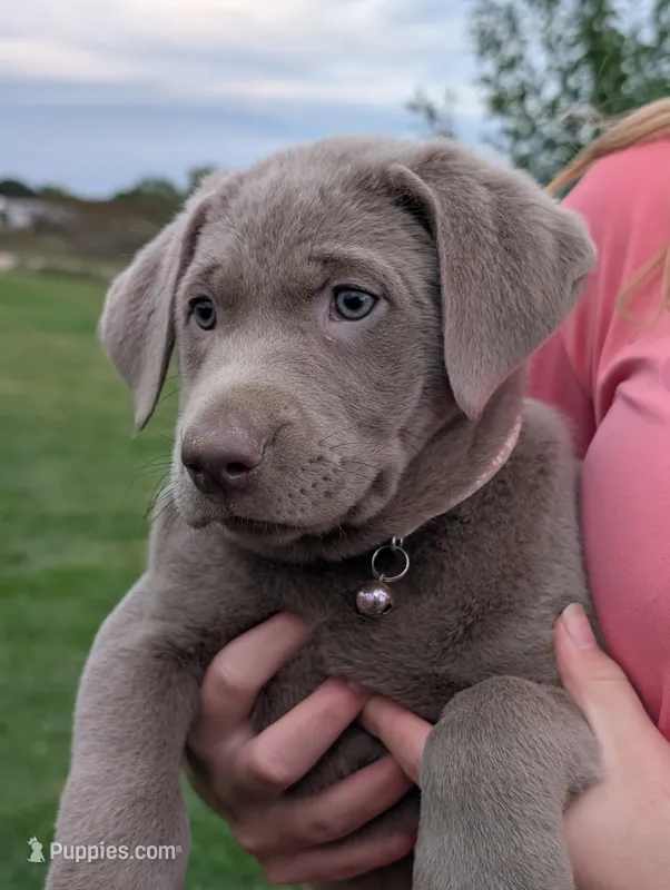stella – Labrador Retriever puppy for sale in Bellevue, MI