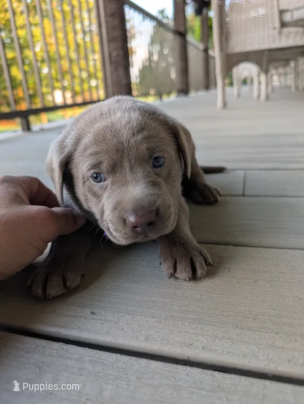 Raiden – Labrador Retriever puppy for sale in Bellevue, MI
