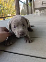 Raiden, a female Labrador Retriever for sale in Bellevue, MI – 1 of 1