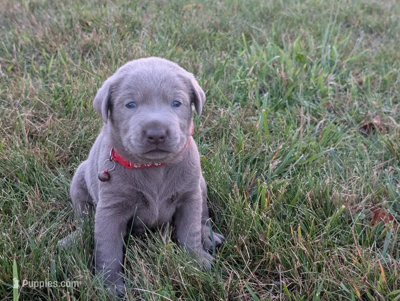 Gunner – Labrador Retriever puppy for sale in Bellevue, MI