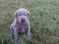Gunner, a male Labrador Retriever for sale in Bellevue, MI – 1 of 2