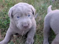 Bolt, a male Labrador Retriever for sale in Bellevue, MI – 2 of 2