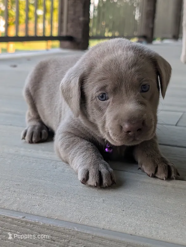 stella – Labrador Retriever puppy for sale in Bellevue, MI