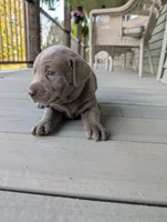 stella, a female Labrador Retriever for sale in Bellevue, MI – 2 of 2