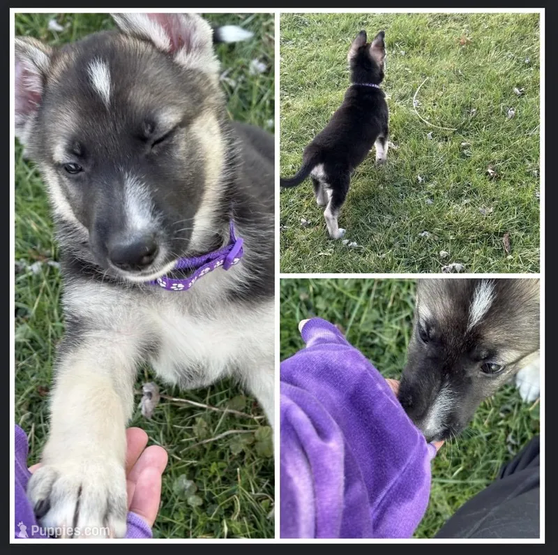 Diamond – German Shepherd Dog puppy for sale in Massillon, OH