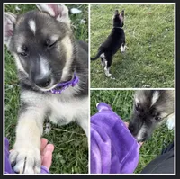 Diamond, a female German Shepherd Dog for sale in Massillon, OH – Photo 1 of 3