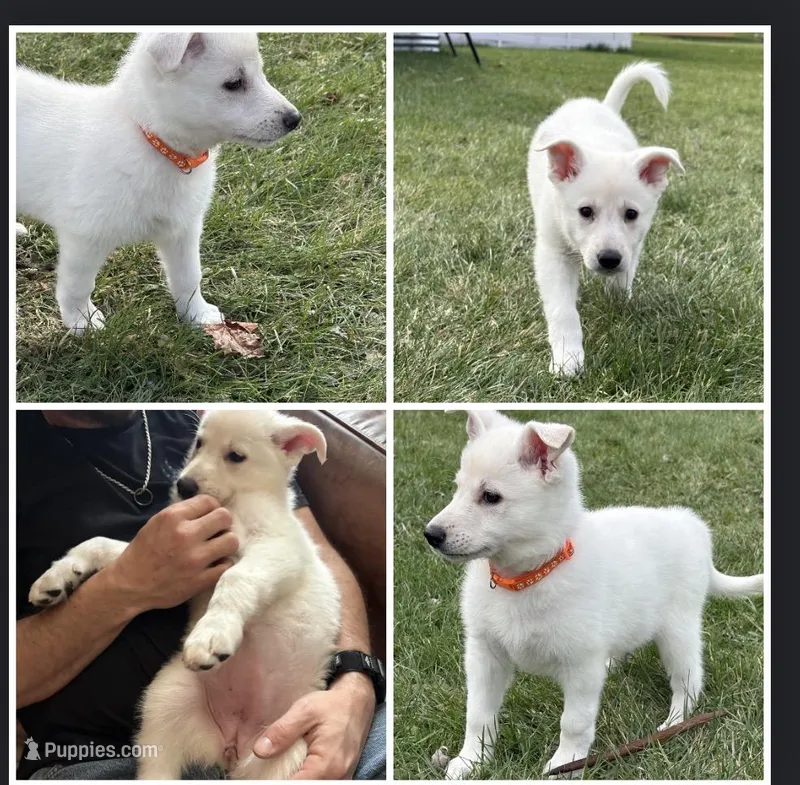 Peaches – German Shepherd Dog puppy for sale in Massillon, OH