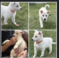 Peaches, a female German Shepherd Dog for sale in Massillon, OH – Photo 1 of 3