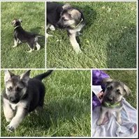 Emmy, a female German Shepherd Dog for sale in Massillon, OH – Photo 1 of 3