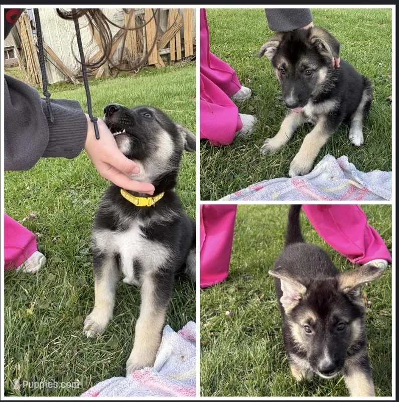 Lellow  – German Shepherd Dog puppy for sale in Massillon, OH