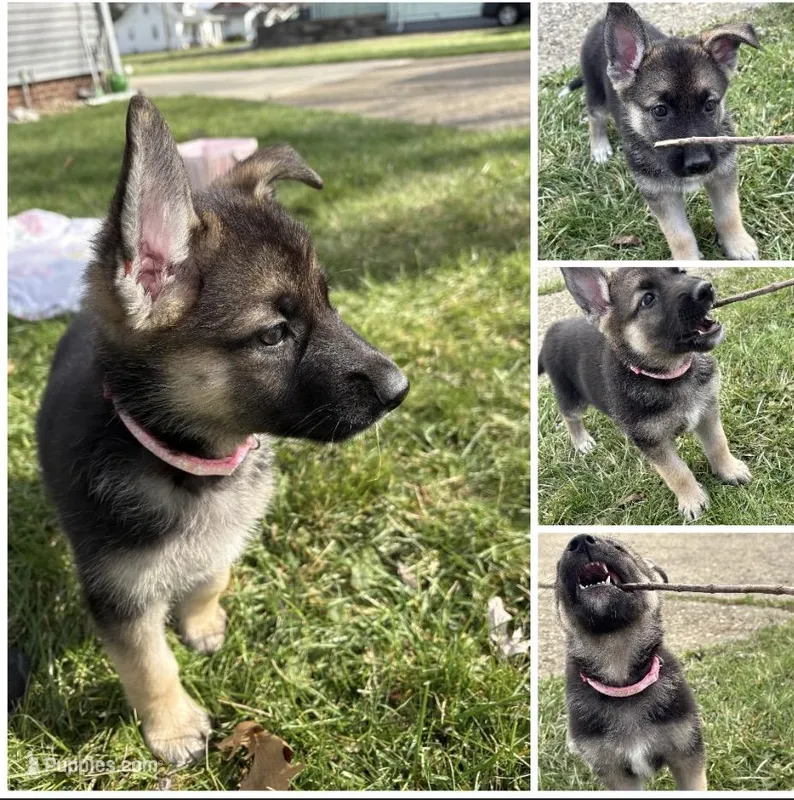 Iris – German Shepherd Dog puppy for sale in Massillon, OH