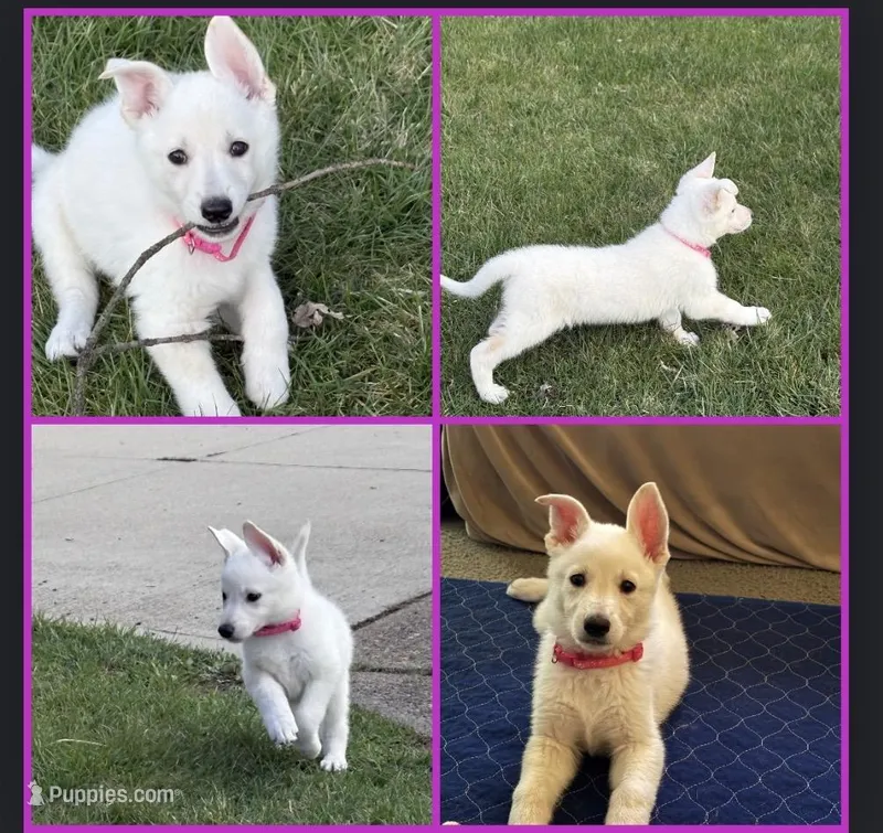 Pinkie – German Shepherd Dog puppy for sale in Massillon, OH