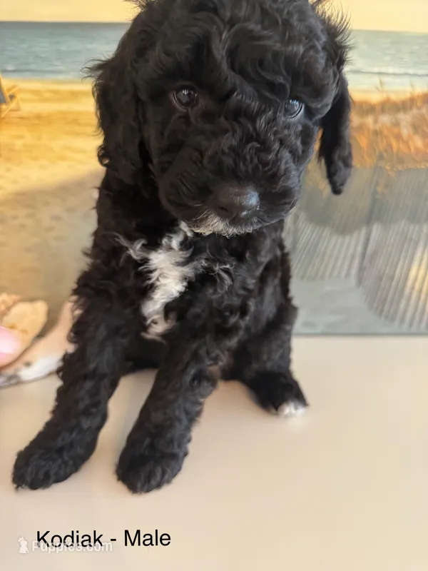 Kodiak – Miniature Goldendoodle puppy for sale in Katy, TX