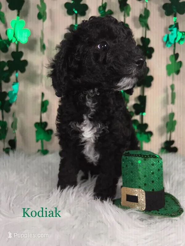 Kodiak – Miniature Goldendoodle puppy for sale in Katy, TX