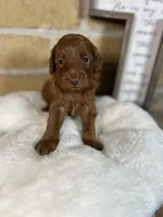 Iceland, a male Miniature Goldendoodle for sale in Katy, TX – Photo 2 of 6