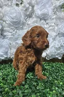 Iceland, a male Miniature Goldendoodle for sale in Katy, TX – Photo 1 of 6
